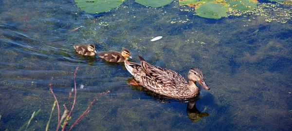 Uma Família Patos Reais Mãe Pai Patos Patinhos Nadam Água — Fotografia de Stock