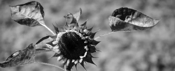 Tournesol Est Une Plante Annuelle Originaire Des Amériques Possède Une — Photo