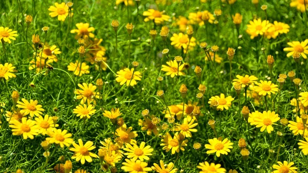 Blossom Yellow Flowers Petals Nature Field — Stock Photo, Image