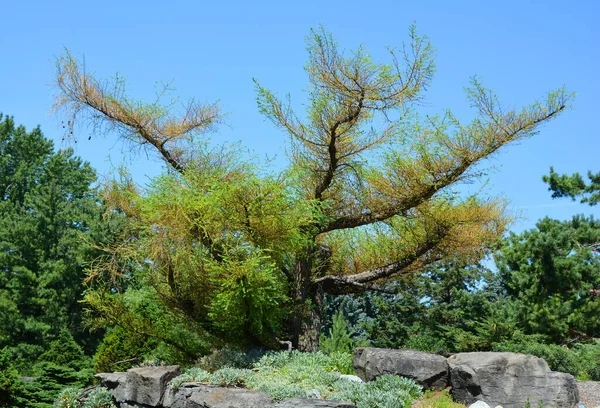 Paisagem Jardim Verão Montreal Quebec Canadá — Fotografia de Stock