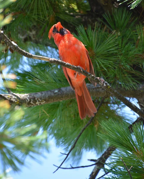 カーディナルズ Cardinalidae 北アメリカと南アメリカで見られるパッセリン科の鳥類である 彼らはまた 枢機卿 グロスベークと枢機卿 バンティングとして知られています — ストック写真