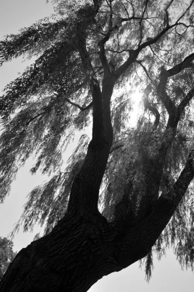 Salici Incolti Viscidi Formano Genere Salix Circa 400 Specie Alberi — Foto Stock