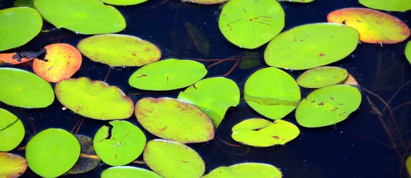 Vodní Štít Rozšířený Druh Který Charakteristický Silnou Vrstvou Želatinového Slizu — Stock fotografie