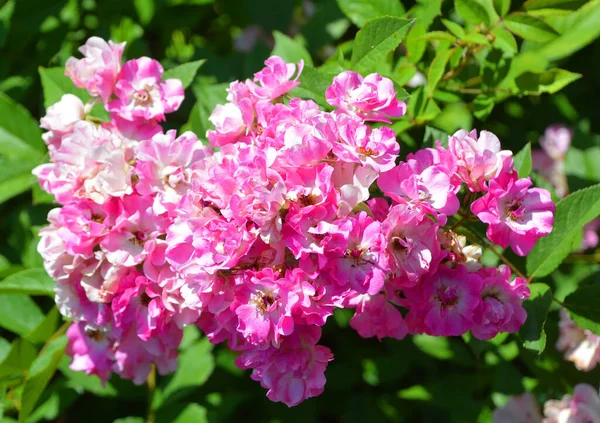 Роза Древесное Многолетнее Цветущее Растение Рода Rosa Семействе Rosaceae Цветок — стоковое фото