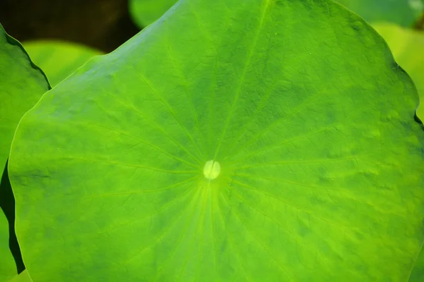 Lotus Vertrekt Bekend Onder Een Aantal Namen Waaronder Indiase Lotus — Stockfoto