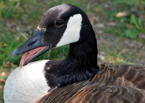 Canada Goose Family Uma Grande Espécie Ganso Selvagem Com Uma — Fotografia de Stock