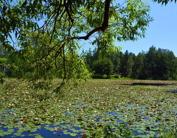 Summer Garden Landscape Montreal Quebec Canada — Stock Photo, Image