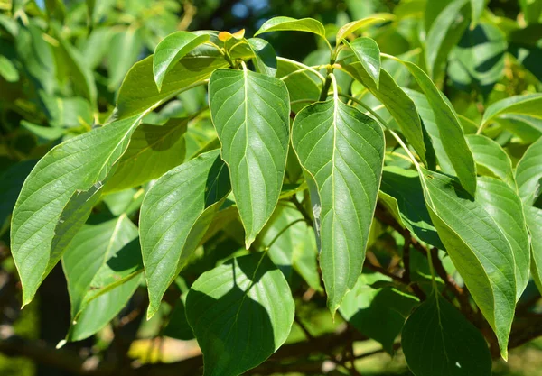 Big Leaved Dogwood Gatunek Rośliny Kwitnącej Rodziny Psiankowatych Cornaceae Pochodzący — Zdjęcie stockowe