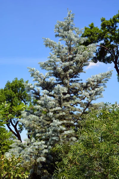 Biała Jodła Jest Iglastym Drzewem Rodziny Sosnowatych Pinaceae Drzewo Pochodzi — Zdjęcie stockowe