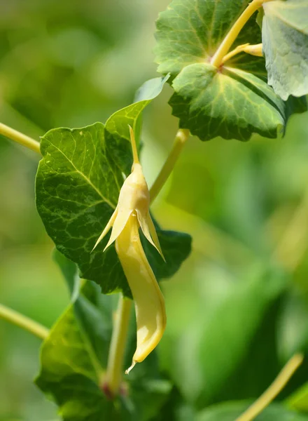 Die Hülse Der Zuckererbse Magnolia Ist Eine Essbare Hülsenerbse Mit — Stockfoto