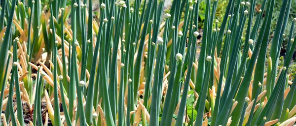 Allium 의식물을 포함하는 꽃피는 속이다 — 스톡 사진