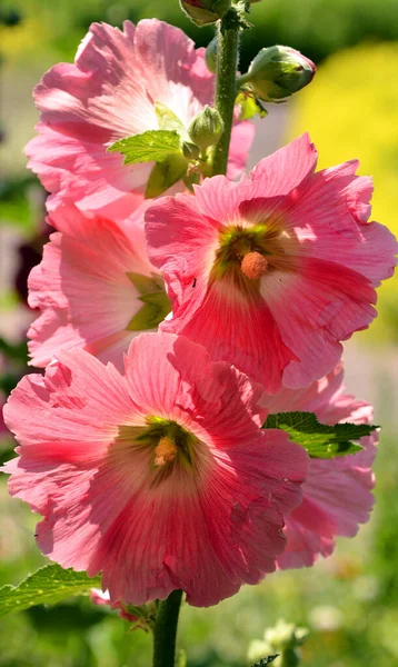 Oenothera Biennis Uma Espécie Planta Com Flor Pertencente Família Oenothera — Fotografia de Stock