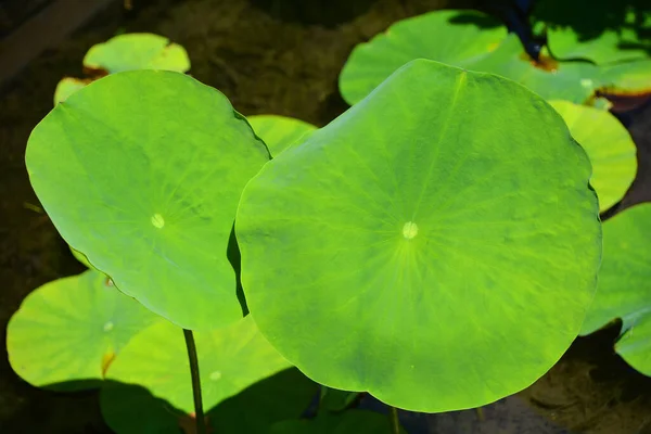 Lotus Odchází Známý Pod Řadou Jmen Včetně Indické Lotus Sacred — Stock fotografie