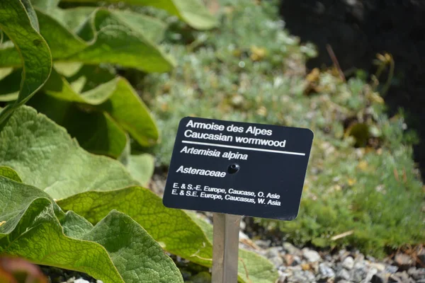 庭の緑の植物の情報 — ストック写真
