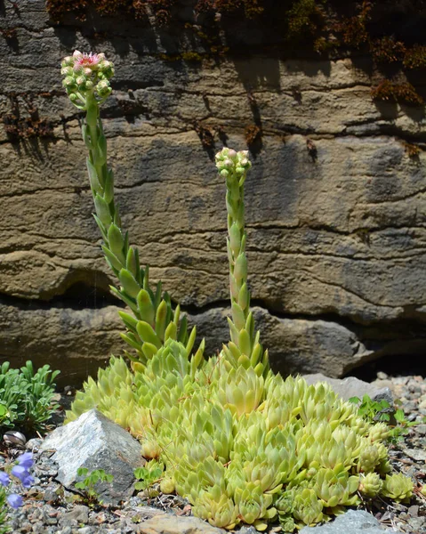 明るい黄色の花を持つセダムエーカー 噛んだ石切り ウォールペッパー — ストック写真