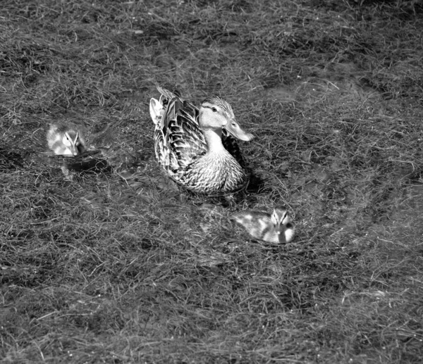 Mallard Mãe Pato Selvagem Bebês São Pato Dabbling Que Reproduz — Fotografia de Stock