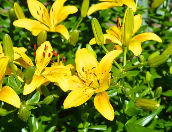 Taglilie Ist Eine Blühende Pflanze Der Gattung Hemerocallis Die Lange — Stockfoto