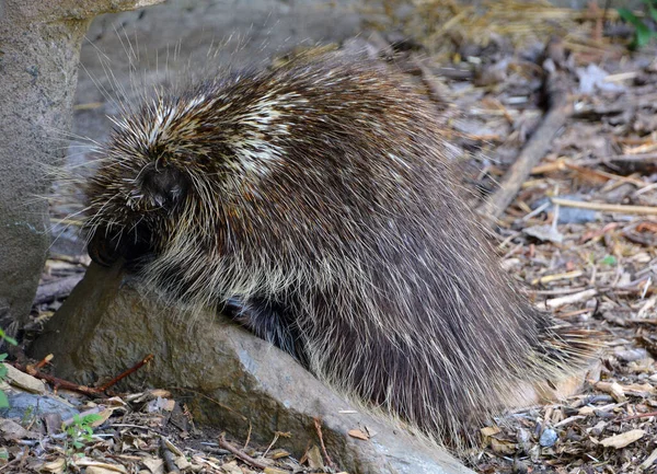 Petit Hérisson Dans Forêt Sauvage — Photo