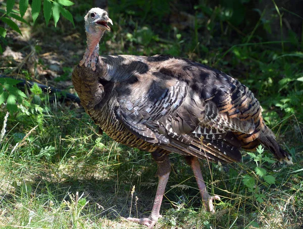 Der Wilde Truthahn Ist Ein Nordamerika Beheimateter Hochlandvogel Und Das — Stockfoto