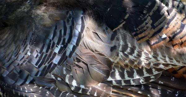 Der Wilde Truthahn Ist Ein Nordamerika Beheimateter Hochlandvogel Und Das — Stockfoto