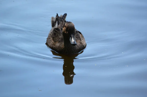 Pato Nadando Água Com Ondas — Fotografia de Stock