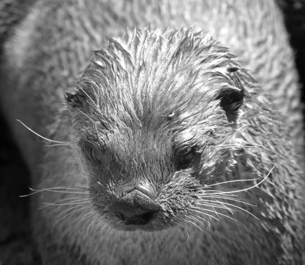 Fischotter Sind Fleischfressende Säugetiere Der Unterfamilie Lutrinae Die Erhaltenen Otterarten — Stockfoto