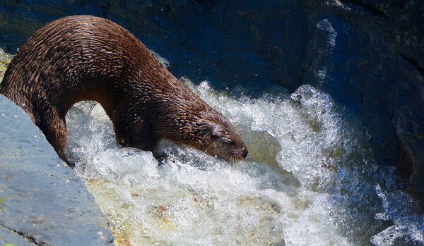 Otters are carnivorous mammals in the subfamily Lutrinae. The 13 extant otter species are all semiaquatic, aquatic or marine, with diets based on fish and invertebrates.