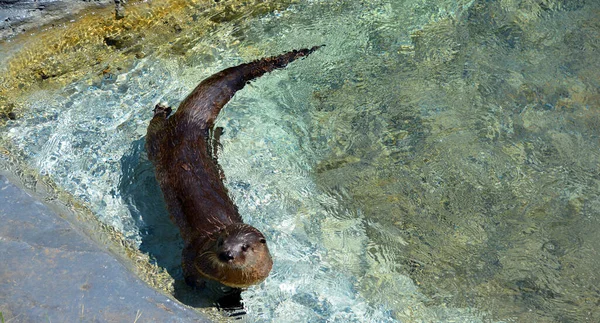 Las Nutrias Son Mamíferos Carnívoros Subfamilia Lutrinae Las Especies Nutrias — Foto de Stock