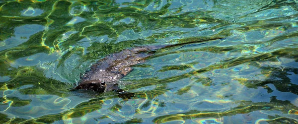수달은 아과에 속하는 포유류 현존하는 수달은 동물이며 물고기와 무척추동물에 식사를 — 스톡 사진