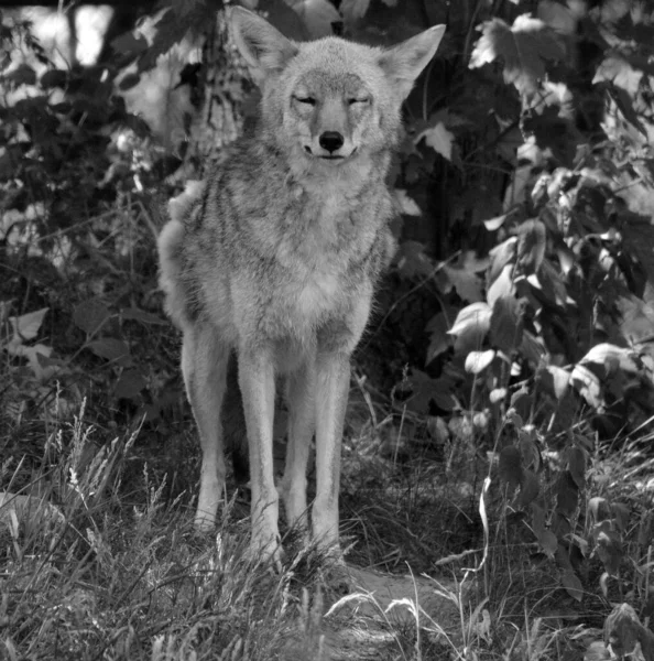 Coyote Ook Bekend Als Amerikaanse Jakhals Borstelwolf Prairiewolf Een Hond — Stockfoto