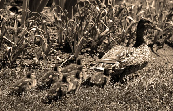 Yaban Ördeği Vahşi Ördek Anne Yavruları Ilıman Subtropikal Amerika Avrasya — Stok fotoğraf