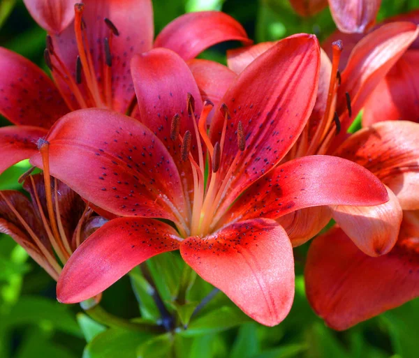 Gündüzleri Hemerocallis Cinsinde Çiçek Açan Bir Bitkidir Çekici Çiçekleri Için — Stok fotoğraf