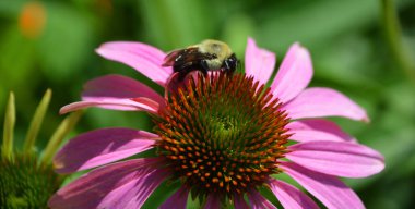 Zinnia, papatya familyasından bir bitki cinsidir. Amerika 'dan Güney Amerika' ya ve Meksika 'ya kadar uzanan bir alanda otlak ve kuru otlaklarda yaşarlar.