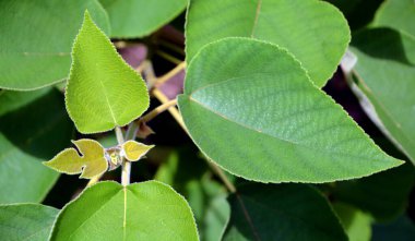 Ağaçtaki yeşil yaprakların kapatılması