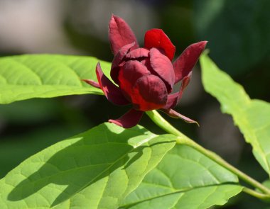 Convolvulaceae familyasının güncel taksonomisi ve sistematik yapısı değişmekte olan 1000 'den fazla çiçek açan bitkinin sabah zaferi yaygın adıdır.. 