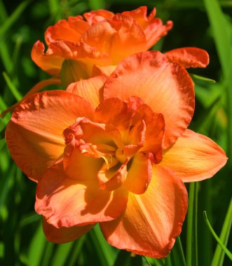 Gündüzleri Hemerocallis cinsinde çiçek açan bir bitkidir. Çekici çiçekleri için uzun süre gündüz üreyen türler..