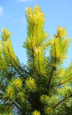 Lodgepole pine ve sahil çamı olarak da bilinen Pinus contorta, Kuzey Amerika 'da yaygın olarak kullanılan bir ağaçtır.