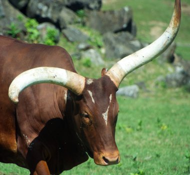 Ankole-Watusi, Amerikan sığırlarının modern bir türüdür. Orta Afrika 'daki Sanga sığır türlerinden oluşan Ankole grubundan türemiştir. Büyük boynuzlarla karakterize edilir..