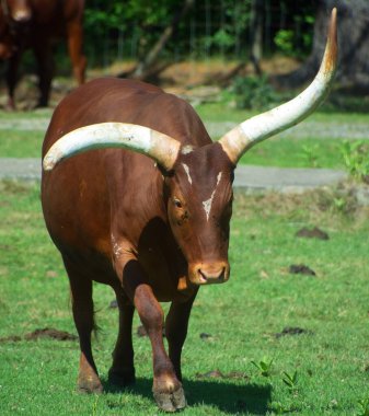 Ankole-Watusi, Amerikan sığırlarının modern bir türüdür. Orta Afrika 'daki Sanga sığır türlerinden oluşan Ankole grubundan türemiştir. Büyük boynuzlarla karakterize edilir..