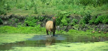 Geyik, geyik familyasının Cervidae familyasındaki en büyük ve Kuzey Amerika ve Doğu Asya 'daki en büyük kara memelilerinden biridir..