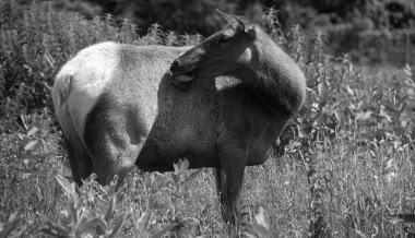 Geyik, geyik familyasının Cervidae familyasındaki en büyük ve Kuzey Amerika ve Doğu Asya 'daki en büyük kara memelilerinden biridir..