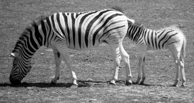 Zebralar, kendilerine özgü siyah ve beyaz çizgileriyle birleşmiş birkaç Afrika donanımı (at ailesi) türüdür.