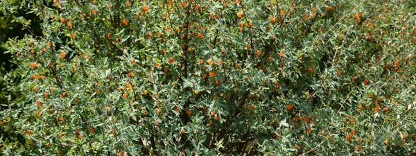 庭の木に熟した赤い果実 — ストック写真