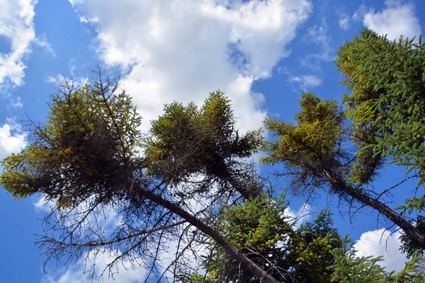 黑云杉是松树科的一种北美云杉树 它广泛分布在加拿大的所有10个省和所有3个北极地区 — 图库照片