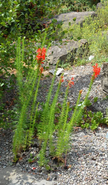 イポモスピス アグリガータ Ipomopsis Aggata フロックス科の開花植物の一種で 緋色の花のために緋色のトランペット 緋色のジリア またはスカイロケットとして一般的に知られています — ストック写真