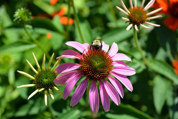 Zinnia Género Plantas Con Flores Perteneciente Familia Asteraceae Son Nativos —  Fotos de Stock