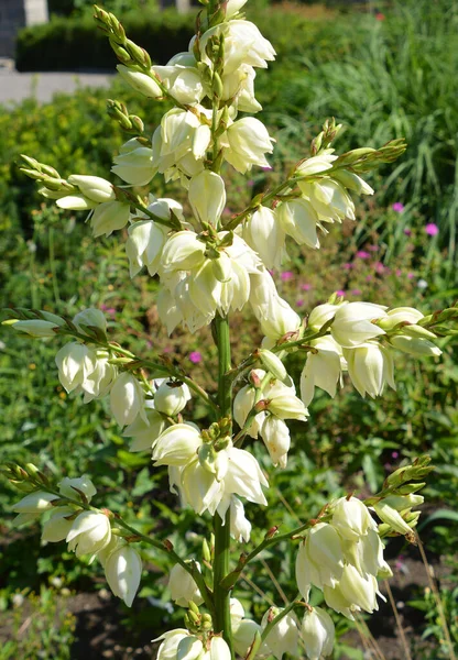 Юкка Рід Багаторічних Кущів Дерев Родині Asparagaceae Підродина Agavoideae — стокове фото