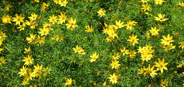 Coreopsis Verticillata Ayçiçeği Familyasından Bir Kuzey Amerika Türüdür Amerika Birleşik — Stok fotoğraf