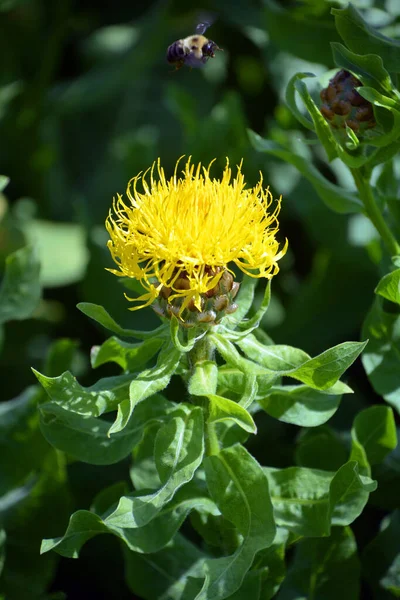 Globe Knapweed Centaurea Genus 350 600 Species Herbaceous Thistle Flowering — Stock Photo, Image