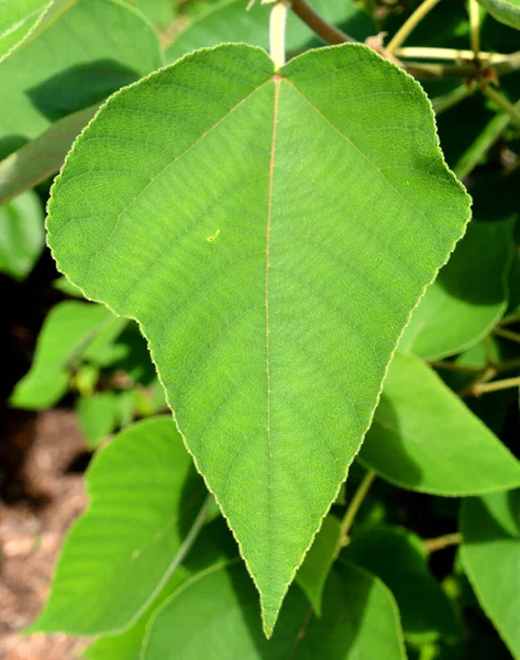 Morwa Papierowa Jest Gatunkiem Rośliny Kwitnącej Rodziny Moraceae Pochodzi Azji — Zdjęcie stockowe